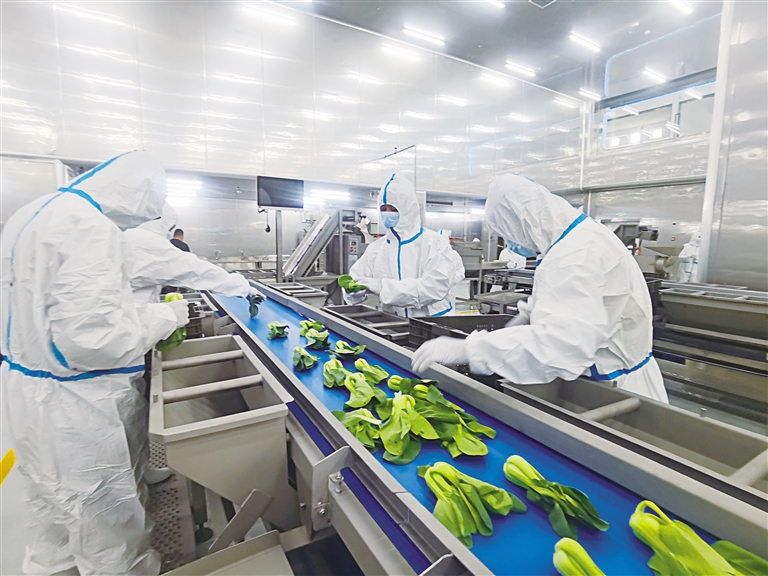 打造國內(nèi)首批現(xiàn)代化凈菜加工樣板生產(chǎn)基地——探訪永登甘味安全凈菜超級(jí)工廠