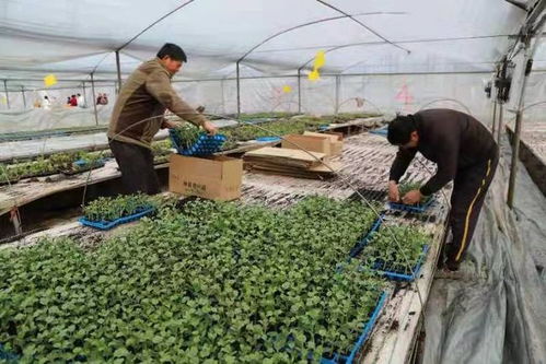 東臺三倉 小西瓜苗育出致富大產業，蕓苔屬蔬菜共繪田園新畫卷